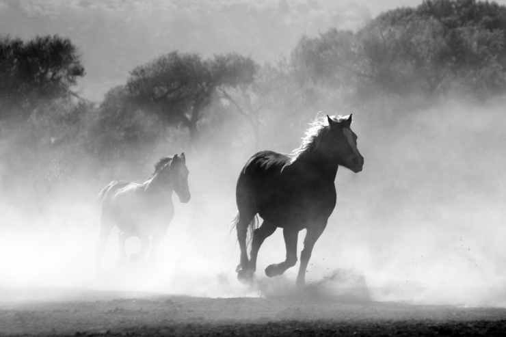 horses